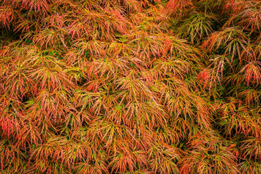 10 WEEPING LACELEAF MAPLE Japanese Acer Palmatum Dissectum Green Yellow Red Tree Seeds